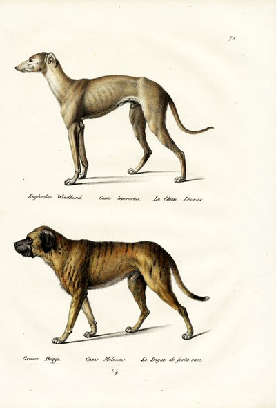 Greyhound by Karl Joseph Brodtmann